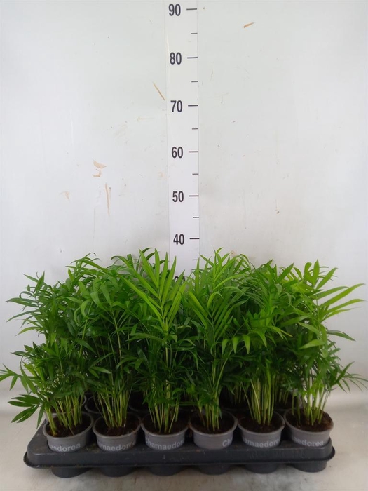 <h4>Chamaedorea elegans</h4>