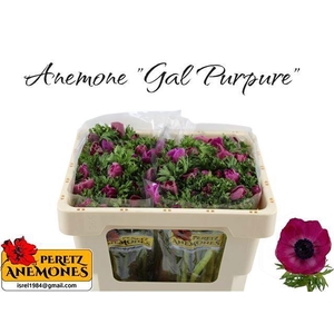 ANEM CO GALIL PURPER