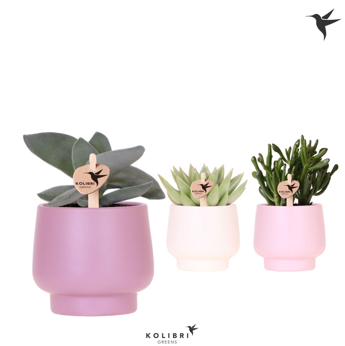 <h4>Kolibri Greens Succulenten mix in Scandic pot pink mix</h4>