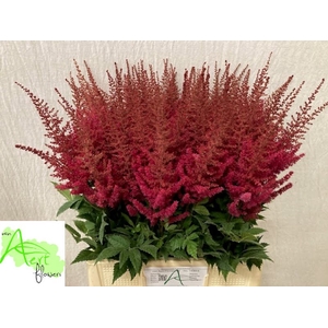 Astilbe Paul Gaarder Aert