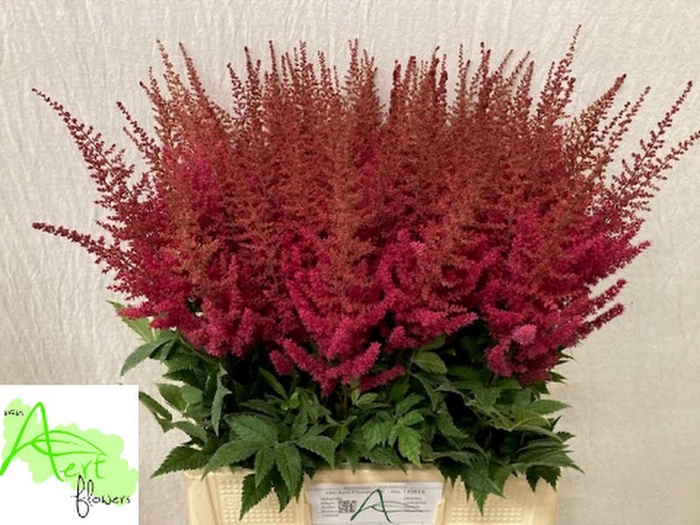 <h4>Astilbe Paul Gaarder Aert</h4>