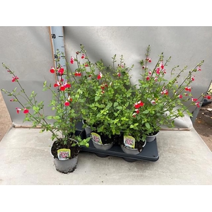 SALVIA MICROPHYLLA