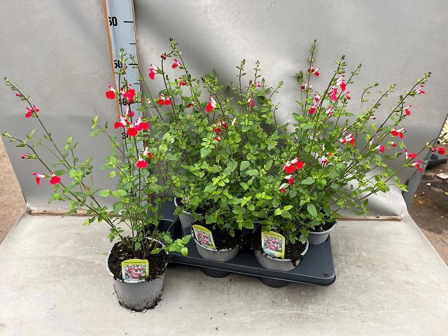 <h4>SALVIA MICROPHYLLA</h4>
