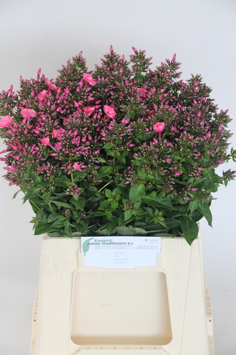 <h4>PHLOX P WINDSOR</h4>