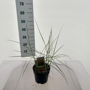 Miscanthus Adagio