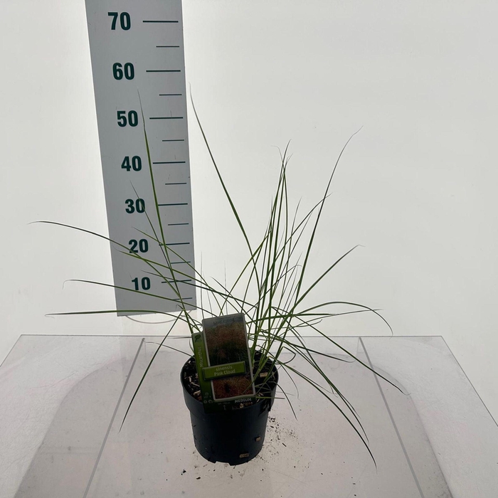 Miscanthus Adagio