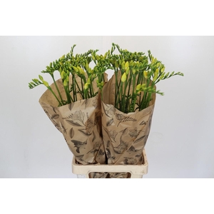 Freesia One Yellow XXL