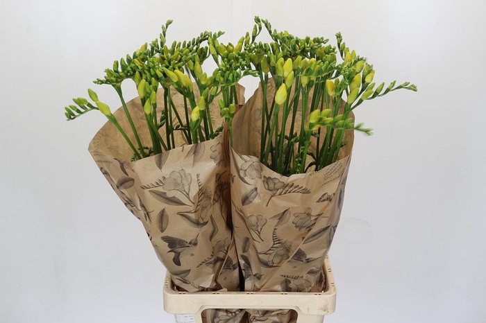 <h4>Freesia One Yellow XXL</h4>