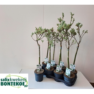 SALIX HELVETICA