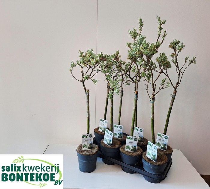 <h4>SALIX HELVETICA</h4>