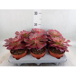 Aeonium   ...