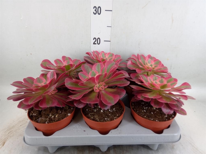 <h4>Aeonium   ...</h4>