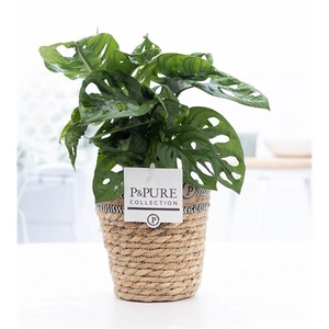 Monstera Adansonii in P&PURE Basket 6