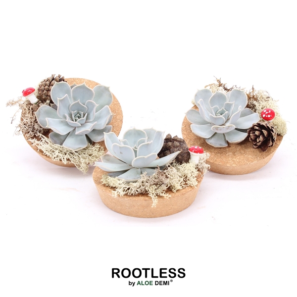 <h4>ROOTLESS Echeveria Autumn, Cork bowl</h4>