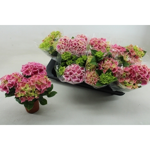 HYDR M SAX CANDY HEA