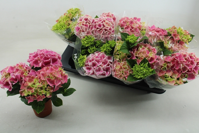 <h4>HYDR M SAX CANDY HEA</h4>