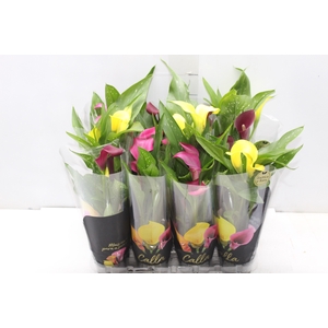 CALLA MINI P09