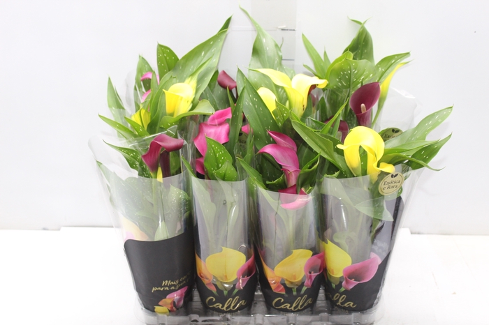 <h4>CALLA MINI P09</h4>