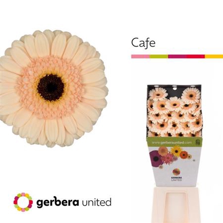 <h4>Ge Mi Cafe Diamond</h4>