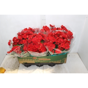 BEGONIA BALADIN P15