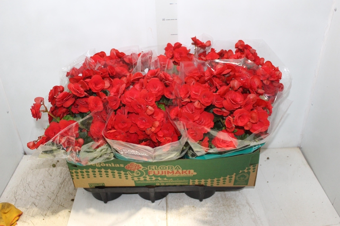 <h4>BEGONIA BALADIN P15</h4>