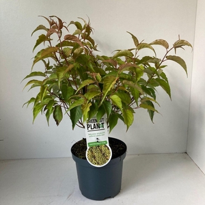 Stachyurus chinensis