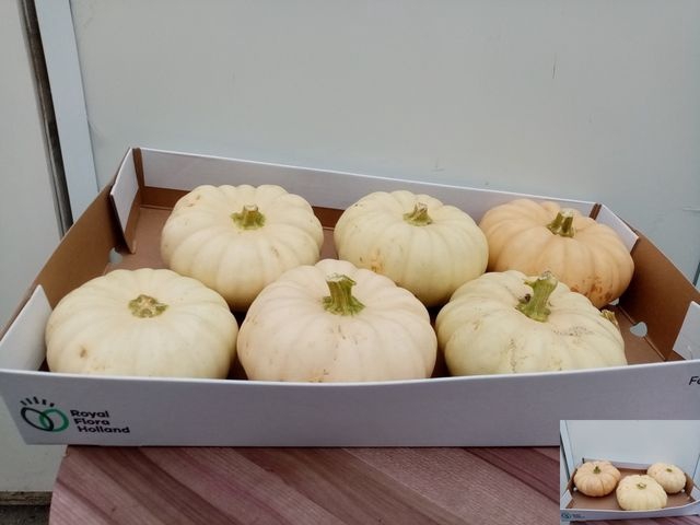 <h4>CUCURBITA WHITE X6</h4>
