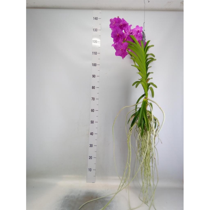 <h4>Vanda hybrids</h4>