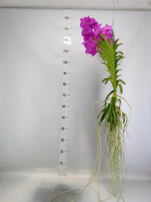 <h4>Vanda hybrids</h4>