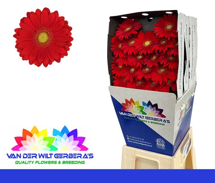 <h4>Germini Lipstick Diamond</h4>