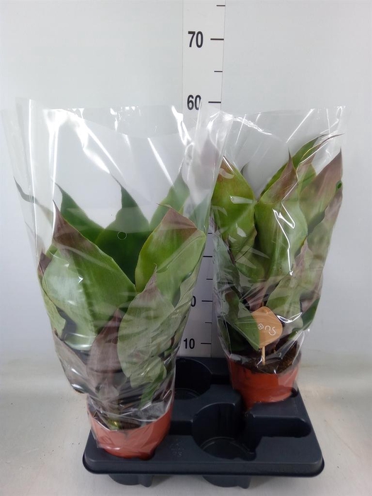 <h4>Aechmea tayoensis</h4>