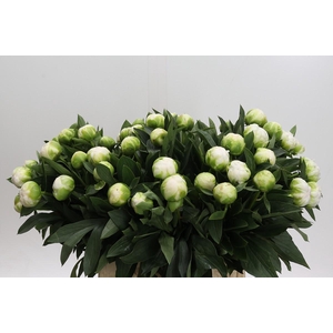 Paeonia Madame Claude Tain