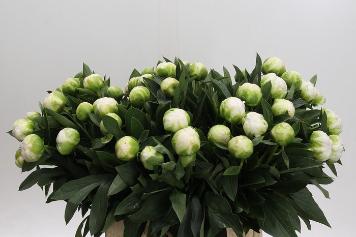 <h4>Paeonia Madame Claude Tain</h4>