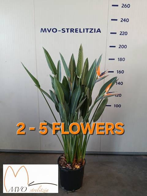 <h4>STRELITZIA REGIN BL</h4>