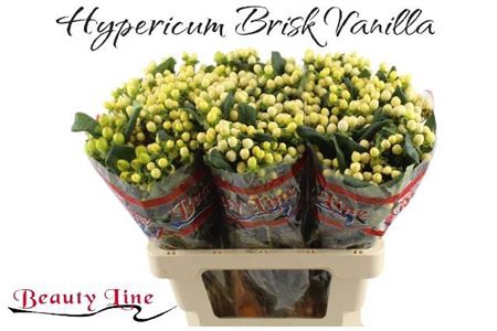 <h4>Hyp Brisk Vanilla</h4>
