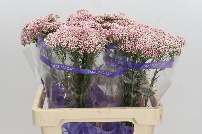 <h4>Ozothamnus Cooks Tall Pink</h4>