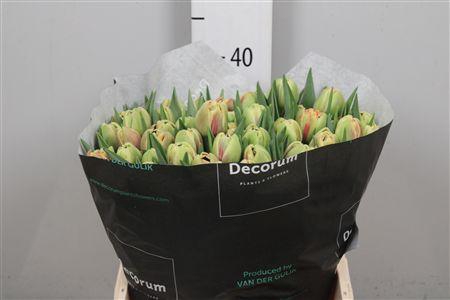 <h4>Tu Du Marax Pride</h4>