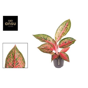 Aglaonema Lychee Red