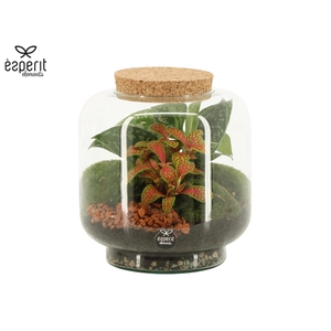 90614: Terrarium arrangement