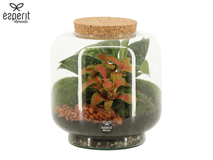 <h4>90614: Terrarium arrangement</h4>