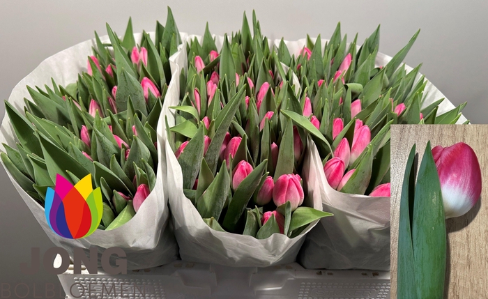 <h4>TU EN PINK STONE</h4>