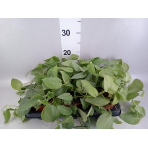 Epipremnum   ...