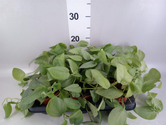 <h4>Epipremnum ...</h4>