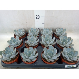 Echeveria   ...not flowering