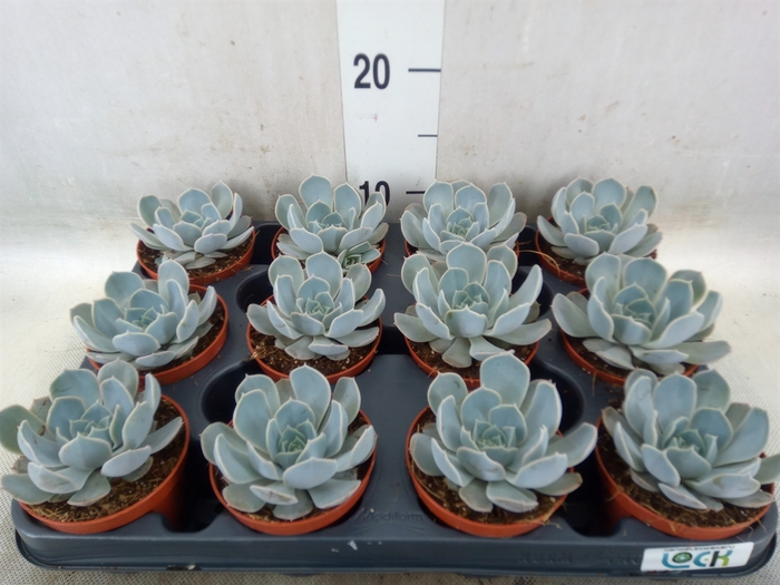 <h4>Echeveria   ...not flowering</h4>