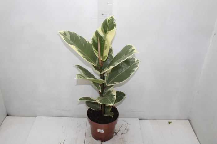 FICUS ELASTICA TINEKE P17