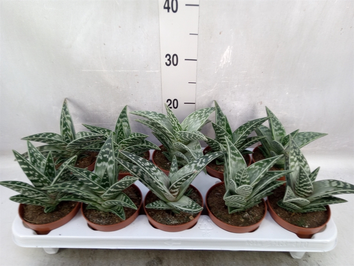 <h4>Aloe variegata</h4>