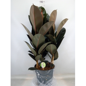 Ficus elastica 'Abidjan'