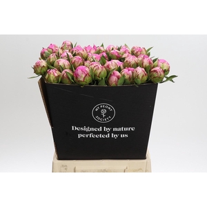 Paeonia Dr Alexander Fleming
