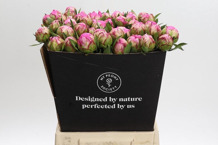 <h4>Paeonia Dr Alexander Fleming</h4>